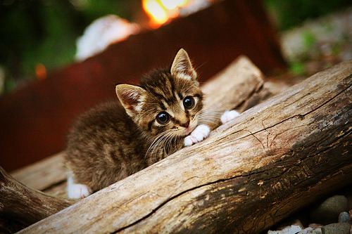 _湖人队士气高涨，迎来佳绩_，湖人队队