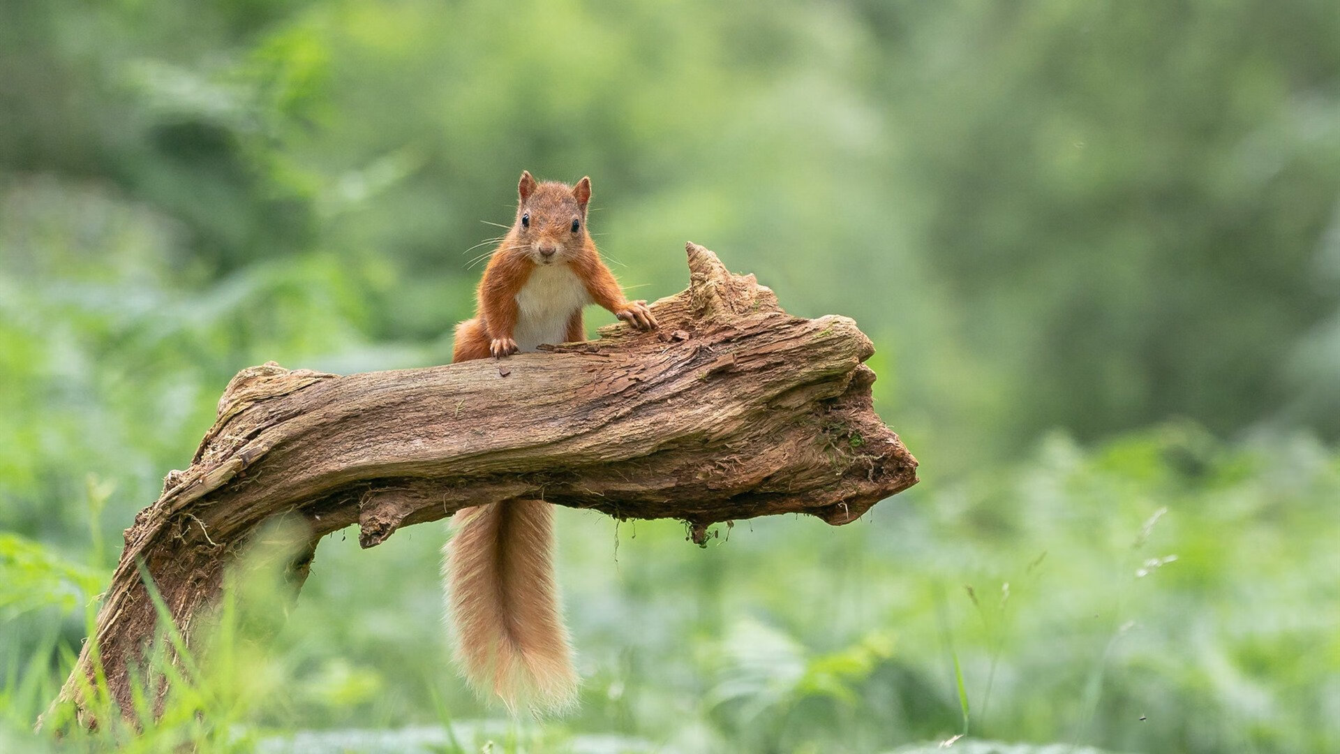 “场馆智能化潮流下的变革—物联网、AI助力打造未来数字化棒球场”