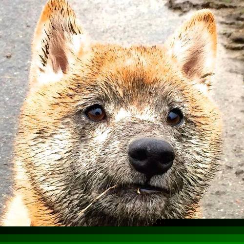 中国篮球裁判员“天赋选拔”计划启动，中国篮球职业裁判员