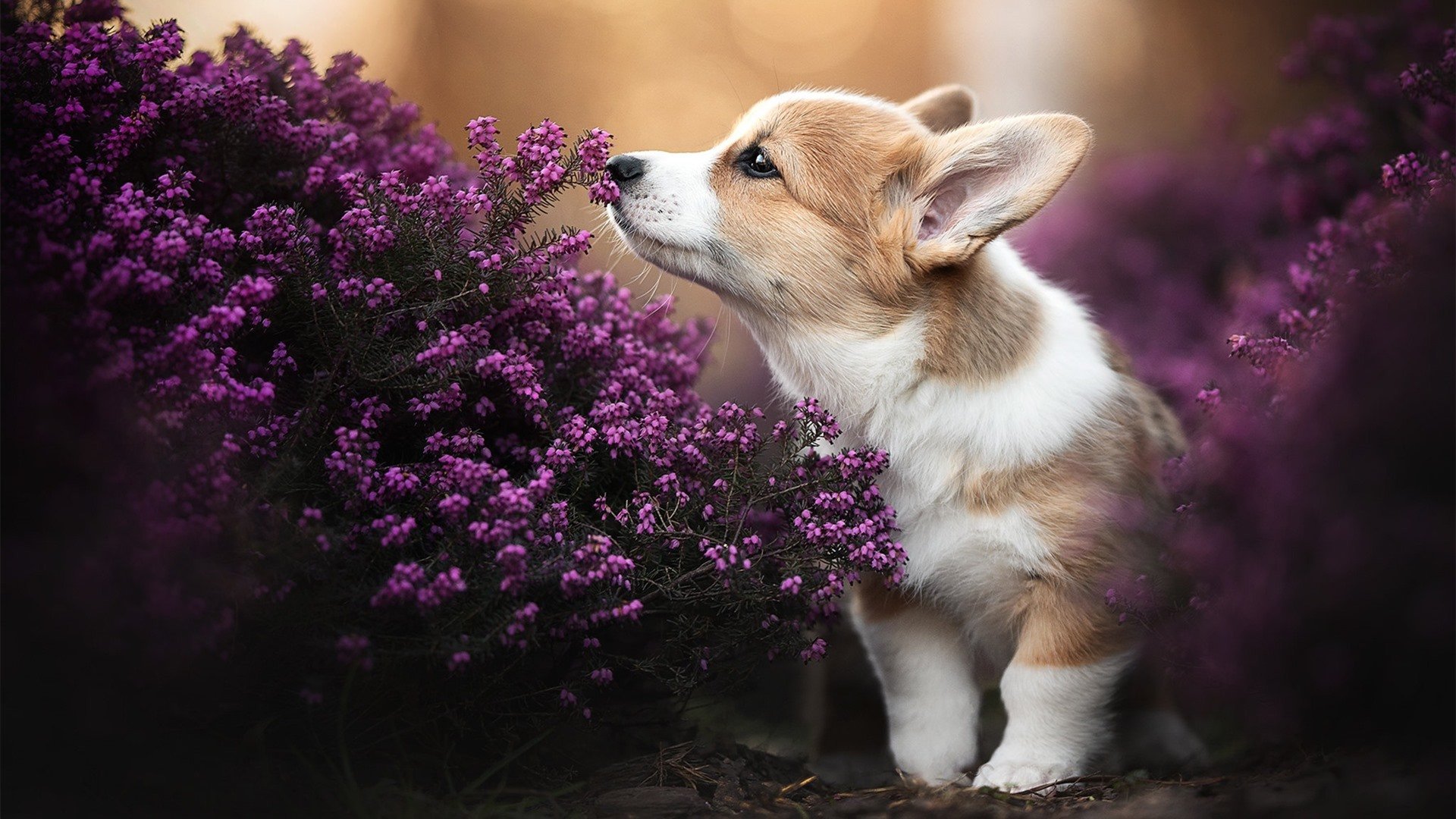 凯尔特人开启新赛季,目标直指总冠军,凯尔特人首发2021