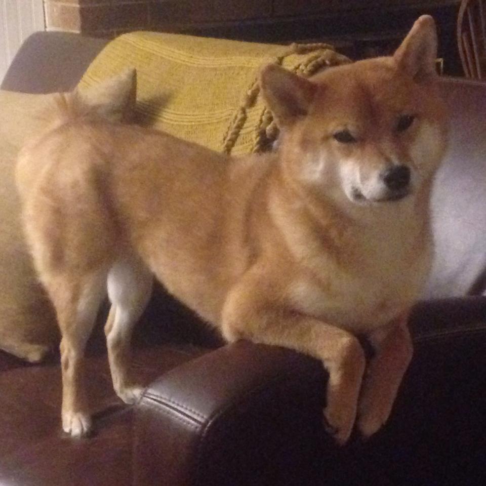 剧烈冲刺:最后一圈的惊心动魄,剧烈冲击英语