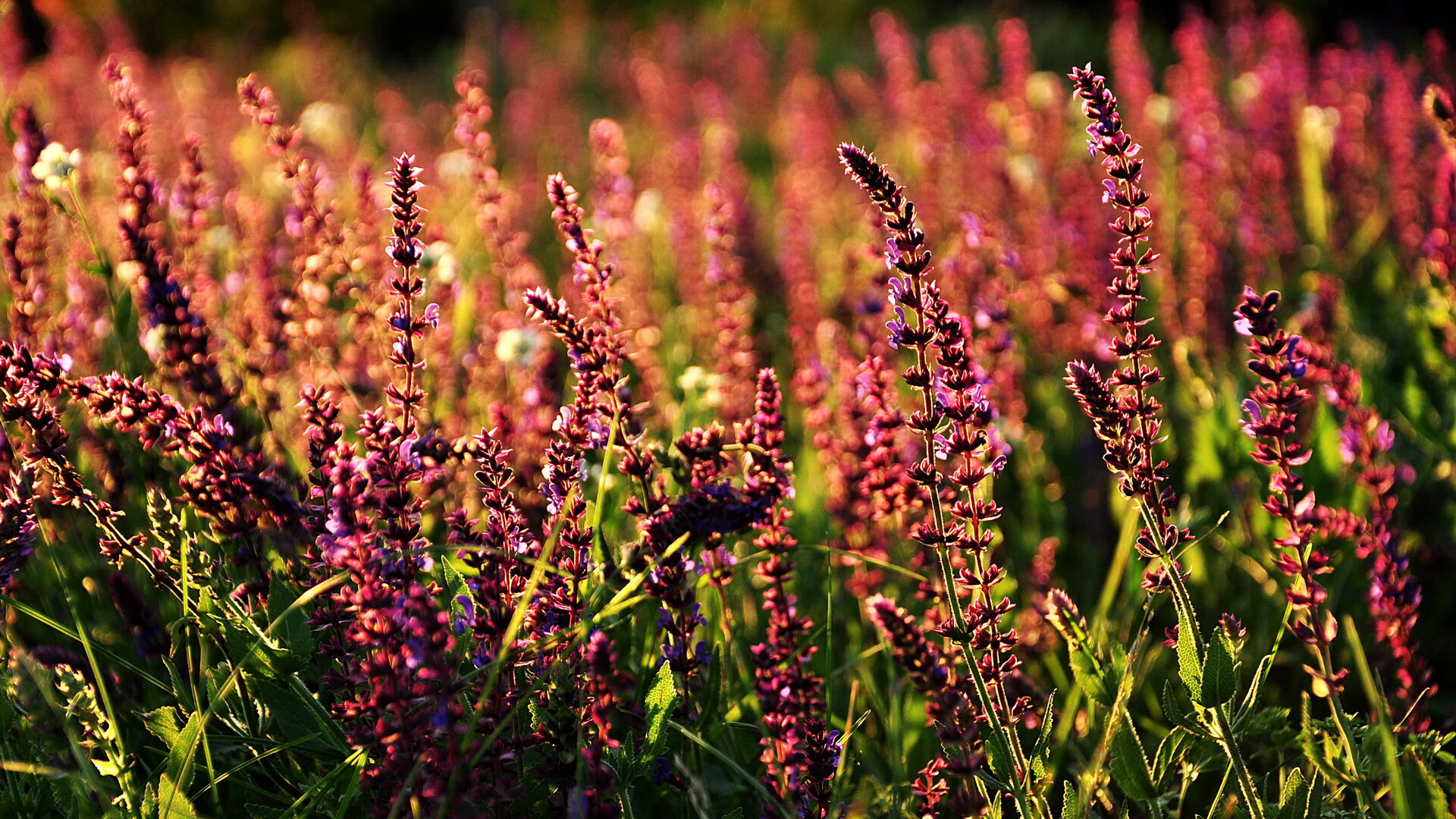 九游下载中心-德甲：汉堡2-0完胜弗莱堡，后防线表现稳健，汉堡球队最近比赛