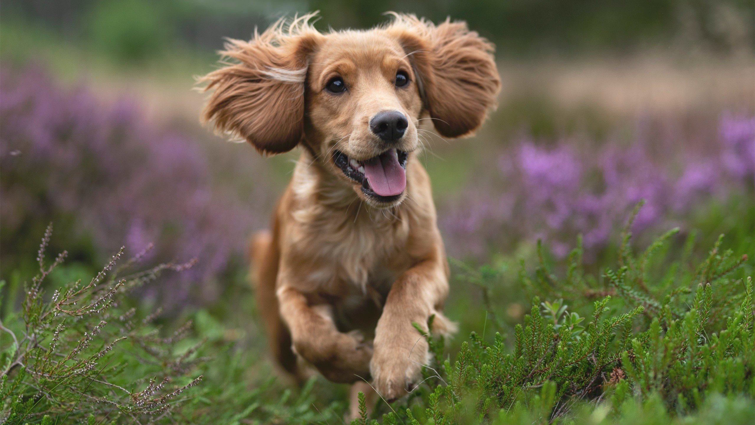 比赛中战术调整的典范：换人和变阵的魔法，球赛换人