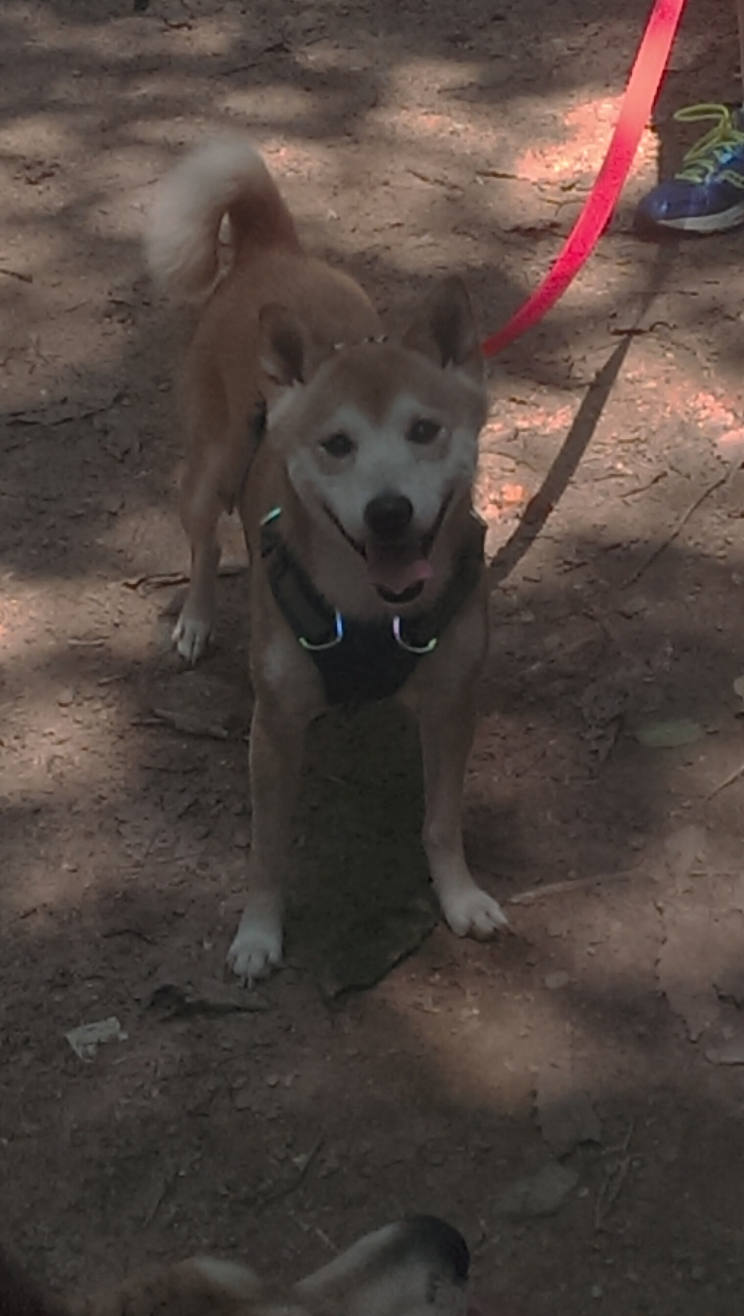 九游官网pc-焦点战役：北京队与上海队交手，比赛悬念迭起！，北京 vs 上海