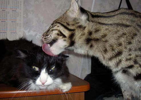 九游网页版官网-精彩瞬间：刘强封盖对手最后投篮，保住胜局！，刘强去向