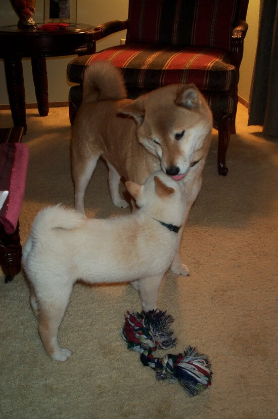 德国队斩获大胜,实力再次得到验证,德国队 战绩