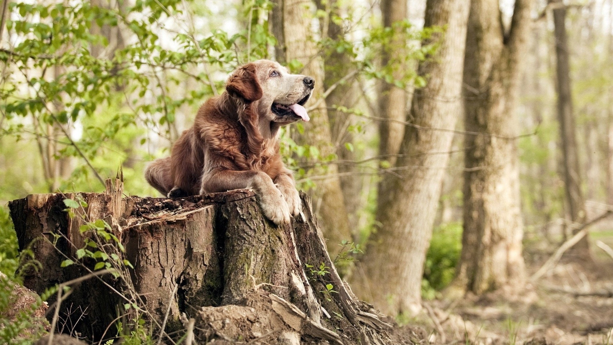 梅德尔迪反对换帅传言,佛罗伦萨教练态度坚定,佛罗梅尔特