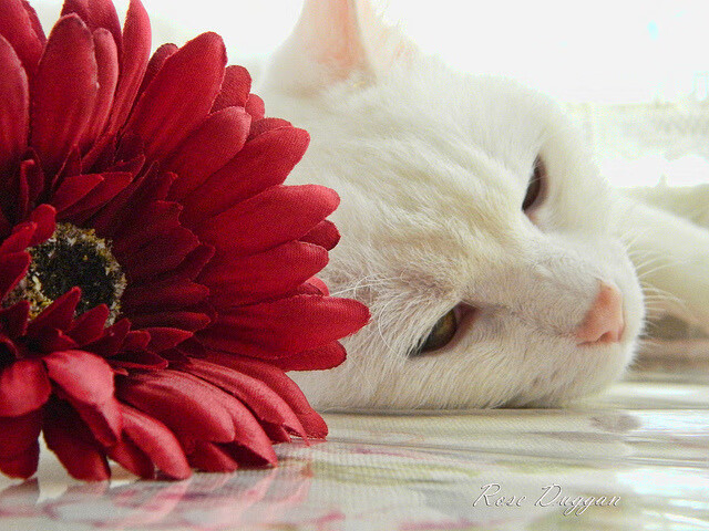 欧洲杯后球员心理状态是否会影响联赛表现，2021欧洲杯球员心脏