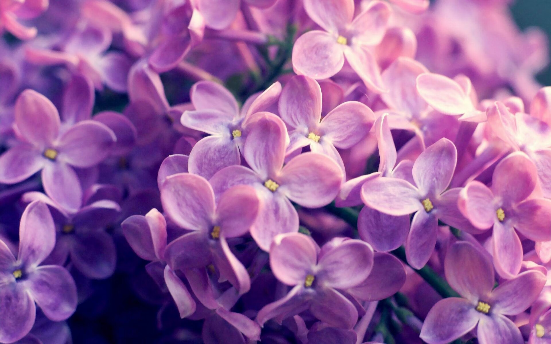 步行者险胜热火,季后赛首轮中哈利伯顿贡献关键助攻,哈利伯顿场均