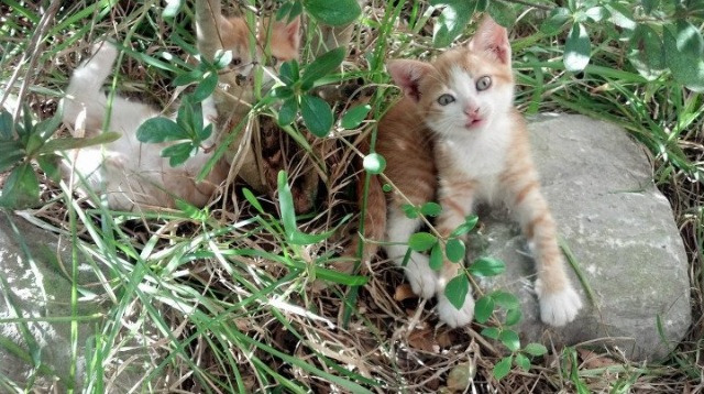热门球队成功转型,实力大增令人瞩目,球队更新换代