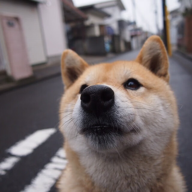 职业篮球运动员训练计划制定，篮球训练师职业生涯规划