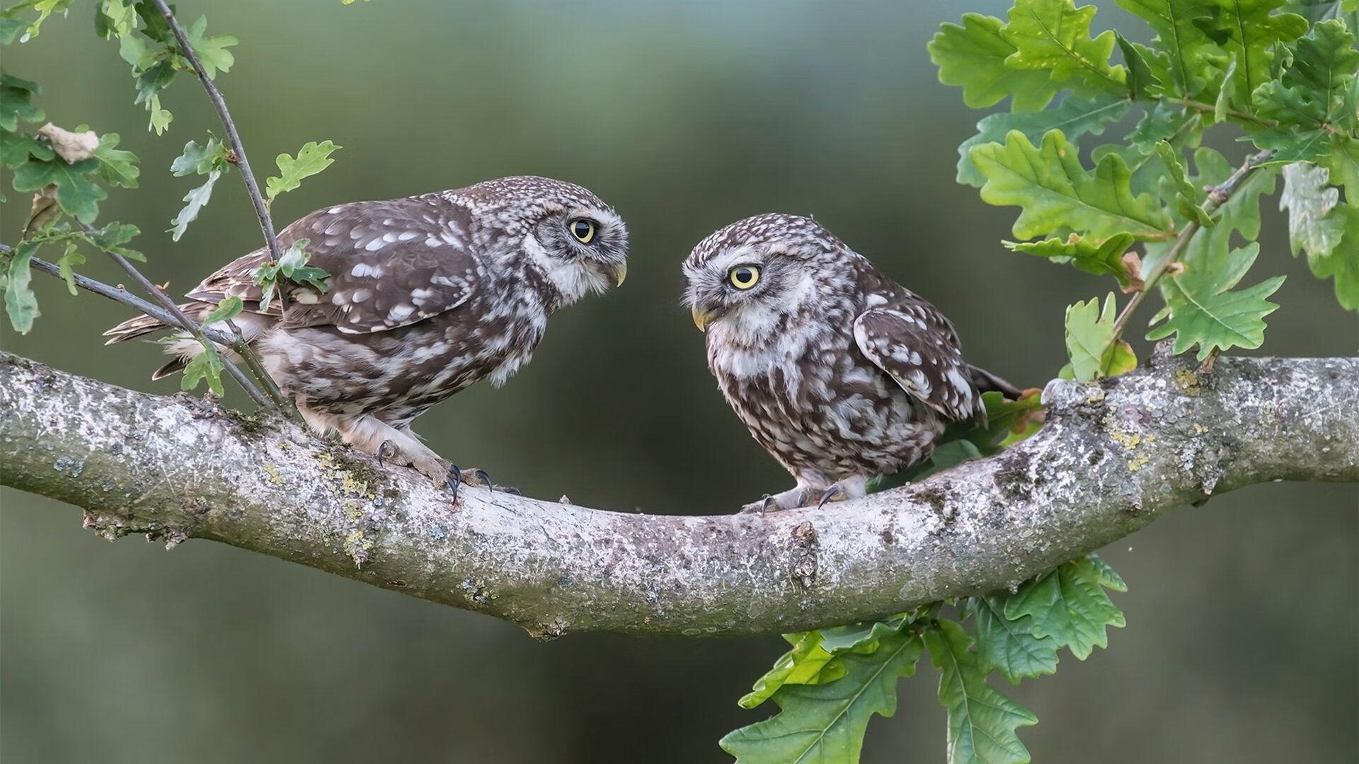 韩国电影再度问鼎国际影展，韩国电影再度问鼎国际影展