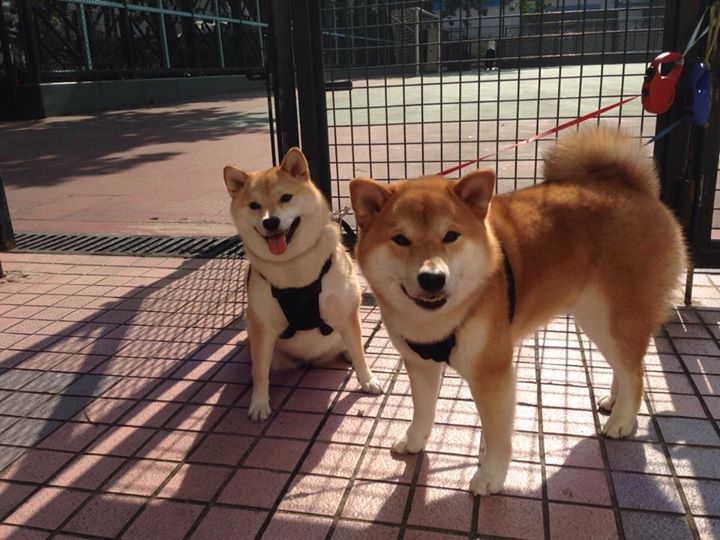 中国篮球职业联赛赛事转播技术创新研究，篮球 转播