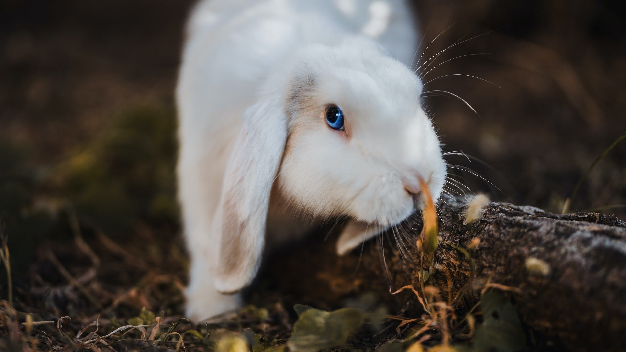 青少年体育运动心理素质测评体系构建，青少年运动员心理训练