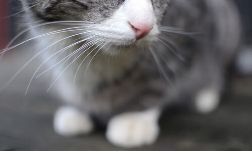 国家队缺乏长期技战术发展规划