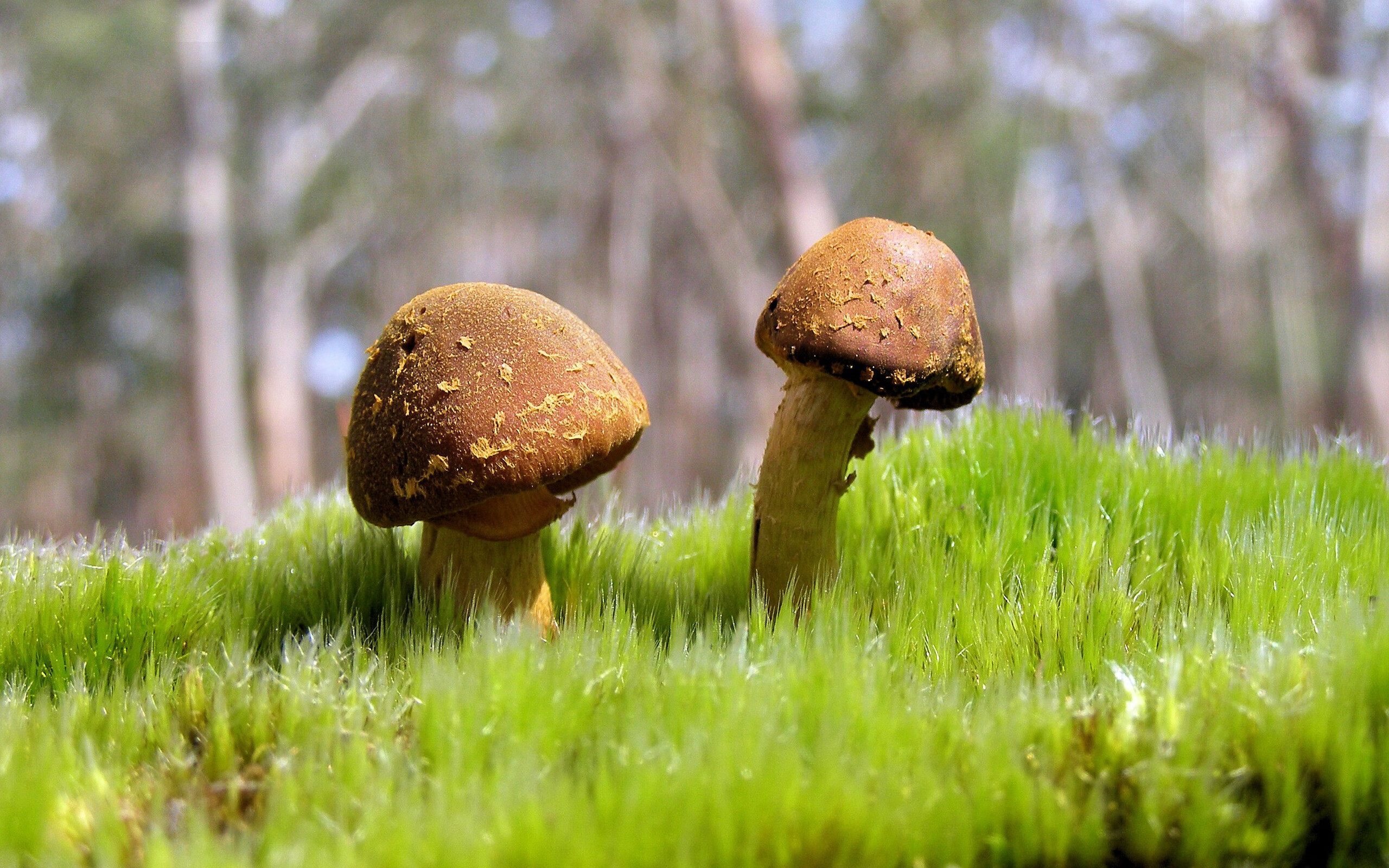 职业联赛缺乏青少年观众连接机制，没职业联赛