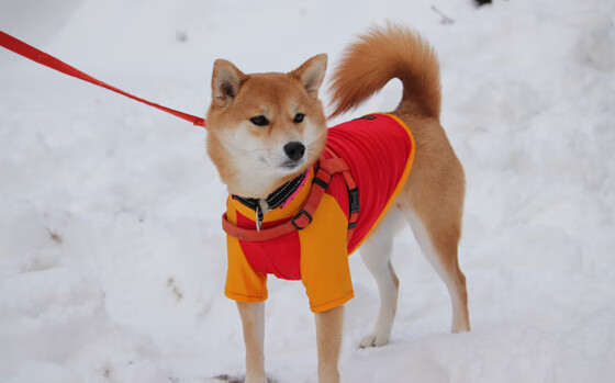 青训球员海外输出为何未形成稳定通道，国外足球青训的队员用上学吗