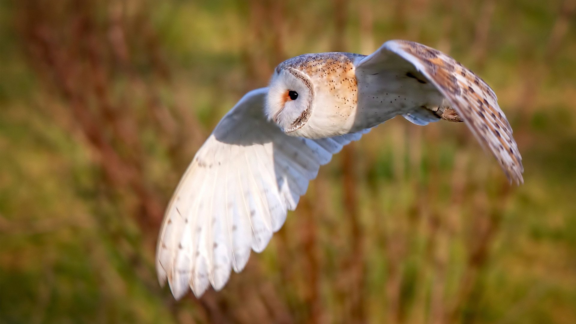 决赛赛况：李冰洁泳姿流畅节奏精准，李冰洁游泳视频