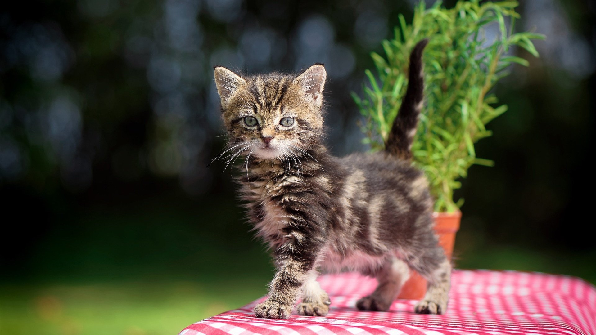 斯洛伐克男篮在欧洲预赛中争夺资格,迈向更广舞台,斯洛伐克男篮实力