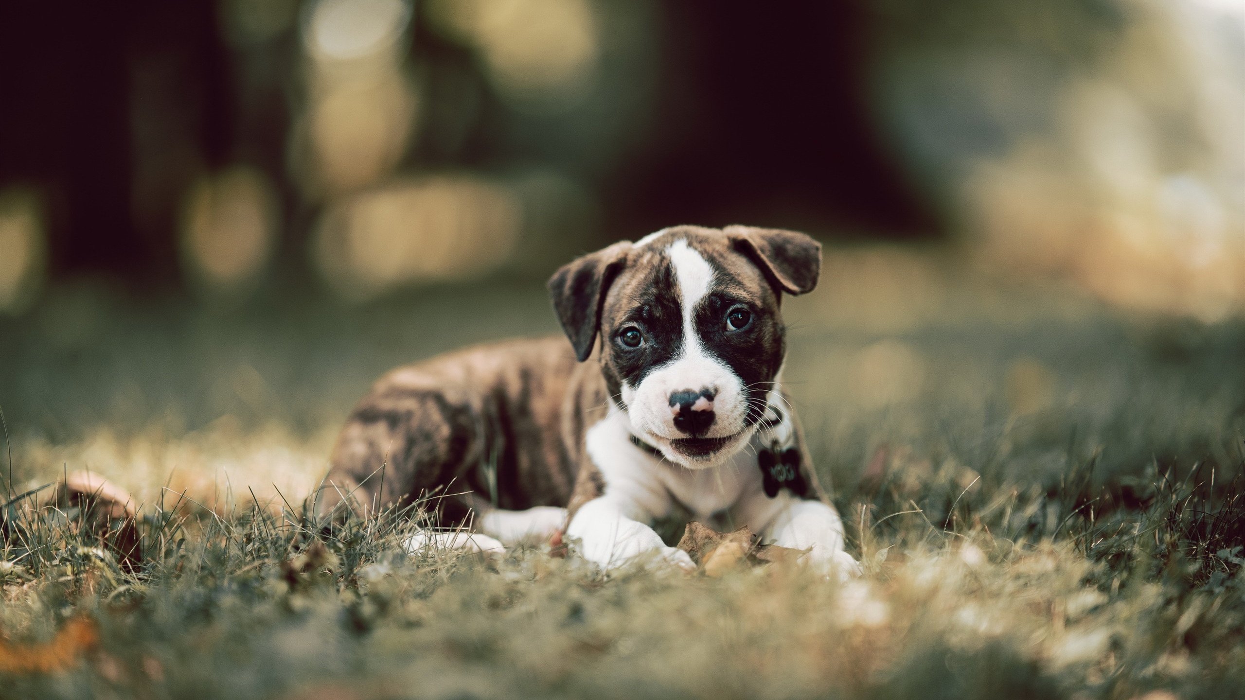 林丹担任青少年锦标赛特邀嘉宾，林丹担任青少年锦标赛特邀嘉宾的是谁