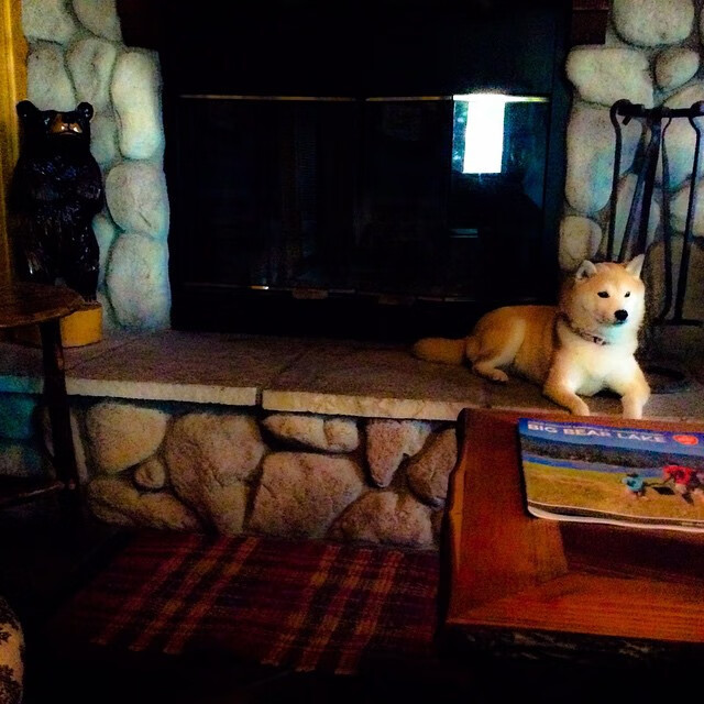 比利时男篮在欧洲预赛中坚持不懈，迈向奥运目标，比利时男篮世界排名