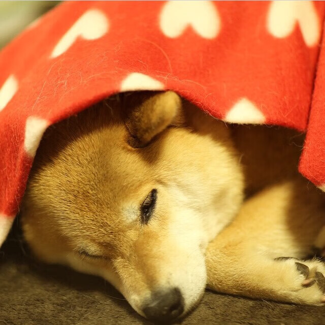 九游网游官网-皇马青训再创新高，未来巨星大量涌现