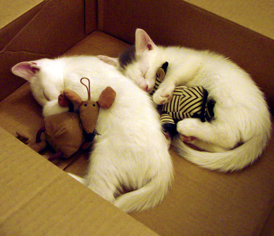 美洲杯激情燃烧:明星拼搏,惊喜不断!,美洲杯精彩